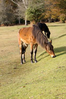 New Forest Ponies