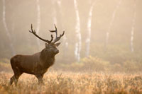 New Forest Deer