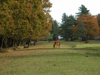 The New Forest Pony