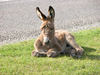 New Forest Donkey