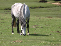 New Forest Pony