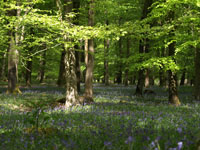 Bluebells in Spring